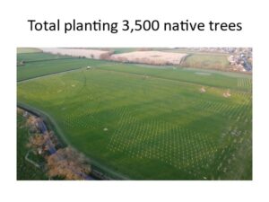 Tree planting Tree planting