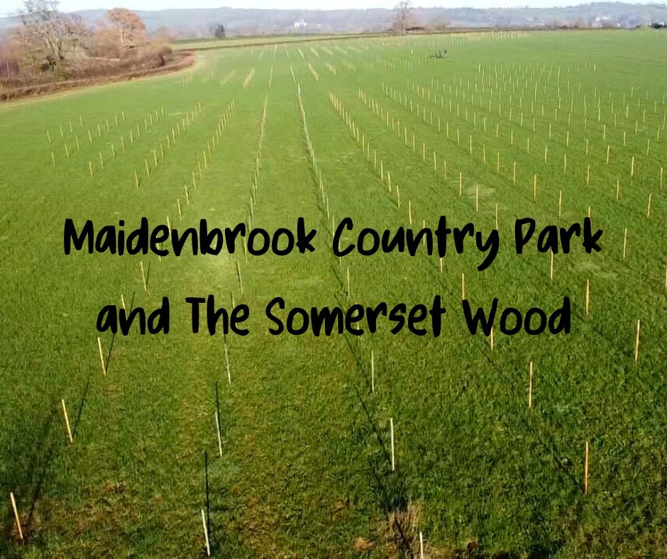 Somerset Wood and Maidenbrook Country Park