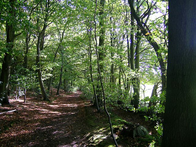 Path in Monkton Wood Monks Risborough