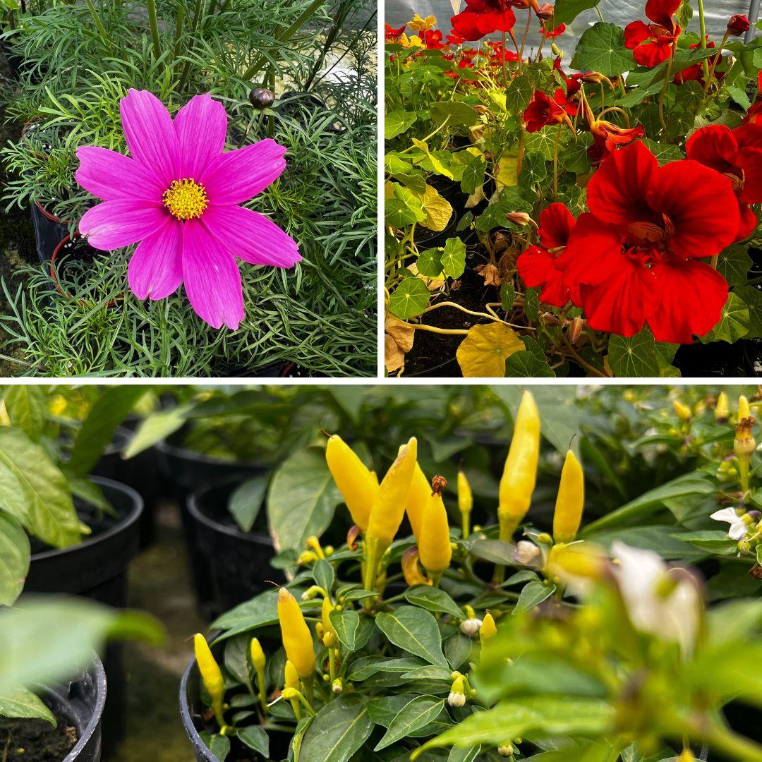 Community Plant Swap event 7 June Square