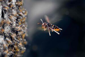 Asian hornet GettyImages 1256074656 c710536 Asian hornet GettyImages 1256074656 c710536