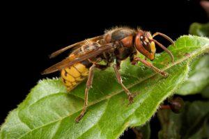 European hornet GettyImages 522231040 09eaca4 (1) min European hornet GettyImages 522231040 09eaca4 (1) min