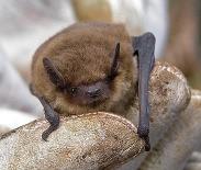 bats