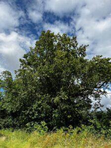 MH2 tree 1 min