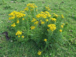 Ragwort