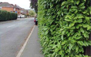 Hedge