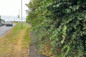 hedge 2