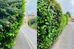 roadside tree clearance 1