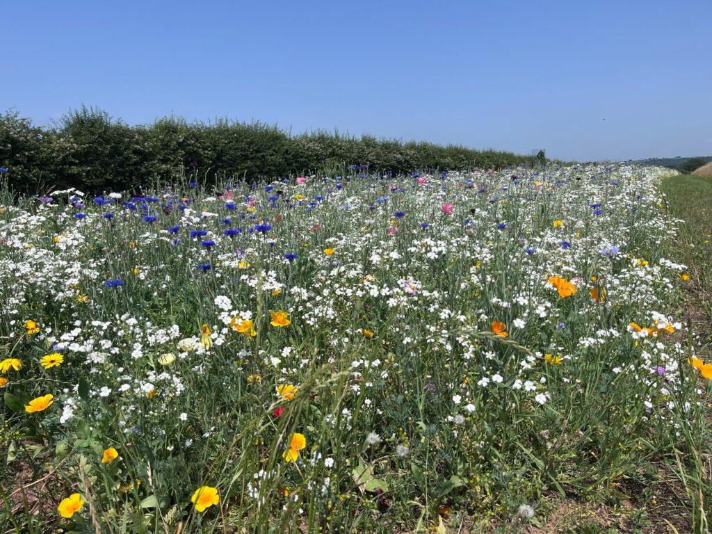 A wild burst of colour A wild burst of colour