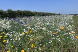 A wild burst of colour