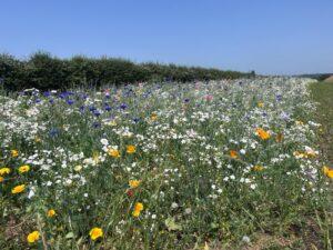 A wild burst of colour