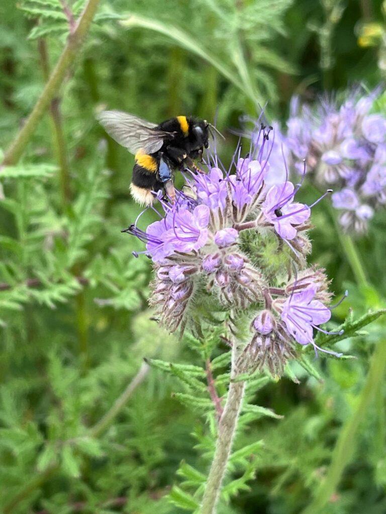 Pollinator paradise Pollinator paradise